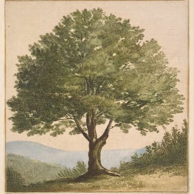 Birnbaum_Baum